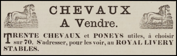 File:S24Chronique1880HorsesForSale.png