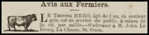 John Le Brocq, of La Chasse, St Ouen, advertised his bull in Chronique de Jersey in 1880
