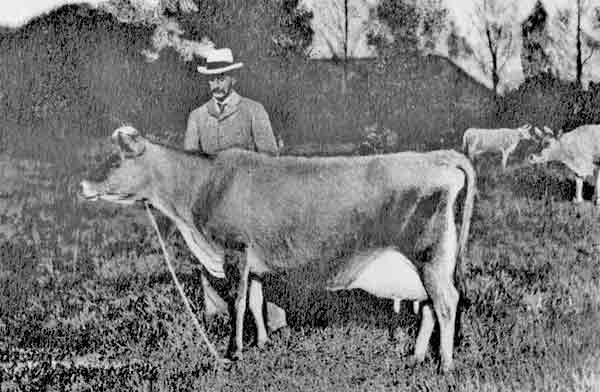 File:0801ChampionCow1906.jpg