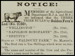 Three bulls advertised in 1900