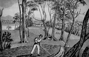 File:Gardener Macquarie Harbour - Thomas Lempriere.jpg