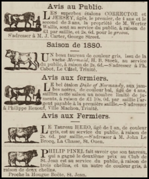 File:S24Chronique1880Bulls&Stallions.png