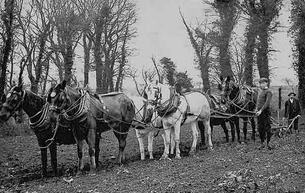 File:Horses plough.jpg