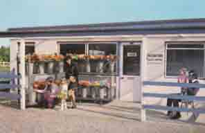 Blue Swan Carnation Nursery