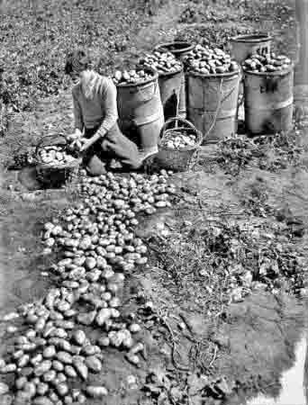 File:Potato-harvest48.jpg