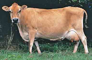 File:Jersey-cow.jpg