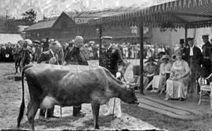 A Jersey cow was presented to George V on the occasion of his official visit to the island