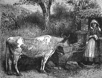 File:Cow-1882.jpg
