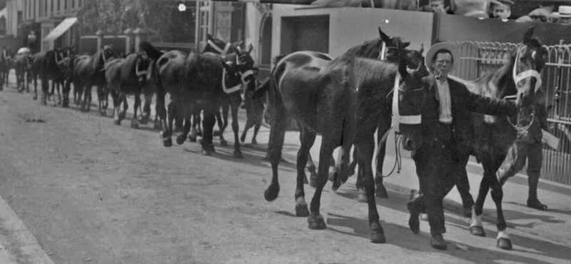 In August 1914 the British Army organised an event at Springfield to purchase horses for the army – some 50 to 60 animals being bought. In this image some of these are being led to the harbour for transport overseas.