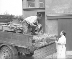 Delivery at Springside poultry business in 1954