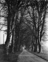 The long, tree-lined avenue