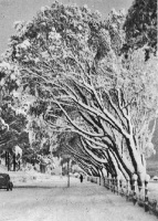 Westmount covered in a sprinkling of snow in 1938