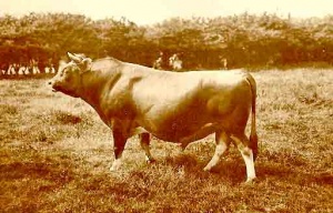 A Jersey bull, not as large as many breeds but still a formidable animal