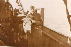 A cow being brought from Alderney to Jersey in 1941