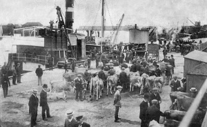 Cattle ready for export at the Harbour