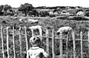 Sheep in a Jersey field in the 1950s. They died out, but were reintroduced towards the end of the century