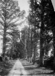 The manor's avenue in the 1900s