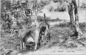 Cows in Swiss Valley