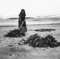 A 1906 photograph by Francis de Faye of a woman collecting vraic on the beach in St Ouen's Bay