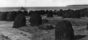 Vraic stacks at La Pulente