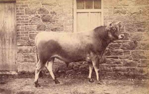 Jersey bull in 1880