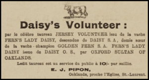Edward John Pipon had a dairy herd at Oaklands in 1924