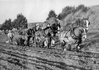 Ploughing the traditional way on the A'Court farm at L'Etacq