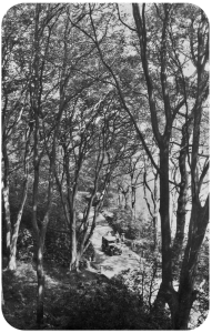 Noirmont Manor Avenue, at "The Chains", above Le Vauvarin, 1931. The "Three Beeches" are behind the photographer