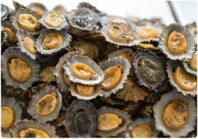 Ormers, a popular delicacy. Harvesting them on low tides is now strictly controlled