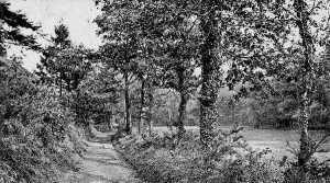 A lane in the valley