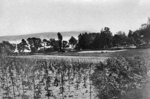 Tomatoes growing in St Brelade's Bay