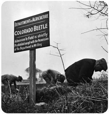 threatened the 1946 potato crop