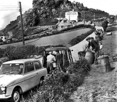 Potato planting at L'Etacq in 1960 - Picture Evening Post