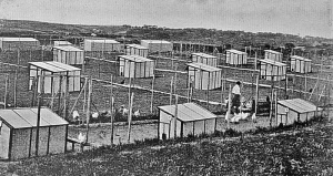 A poultry farm at St Brelade in 1921