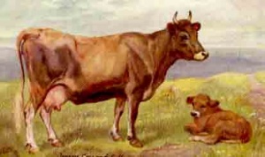 N Drummond painting of a Jersey cow and calf