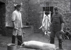 Butchering pigs at an unknown farm