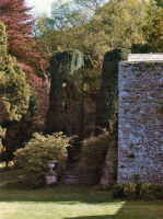 Garden feature: The Yews and the abutting end of the Vinery wall, 1973