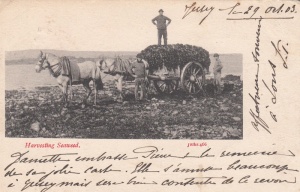 A 1903 postcard showing vraic collectors