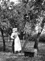 Picking fruit in the orchard
