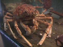 The Jersey spider crab