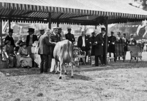 Another view of the cow being presented