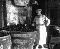 Cider making, photographed by Percival Dunham