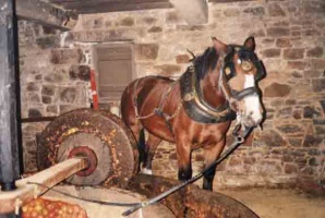 A horse turning an apple crusher