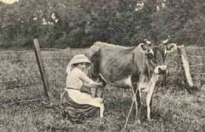 Milking in the 1900s