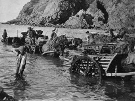 Collecting vraic at Le Pulec