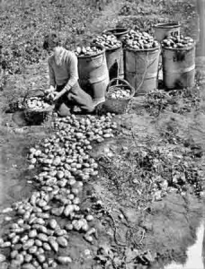 The 1948 potato harvest
