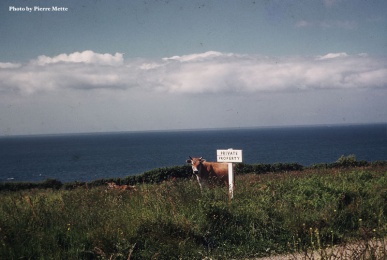 A Jersey cow on the north coast