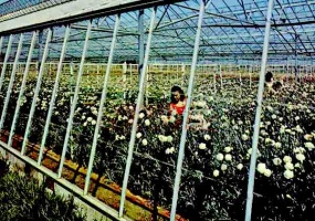 Haute Tombette Nursery, also known as the Butterfly Farm