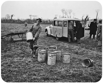 A colorado beetle infestation