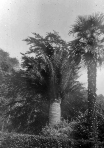Brazilian Cycad (Sago) Palm, that Mr de Gruchy brought back, as a seed, from that country, and planted; photograph taken in 1963